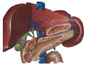 DISORDERS OF LIVER, PANCREAS & BILIARY TRACT