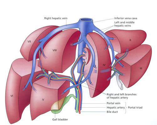 removal of a portion of liver.