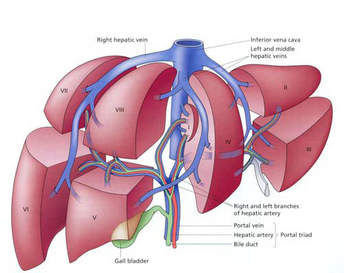 Liver Cyst - its symptoms, prevention and treatment - MyHealth