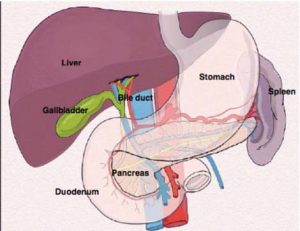WHAT IS GALL BLADDER?