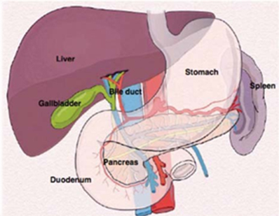 Gallstones / Gallbladder